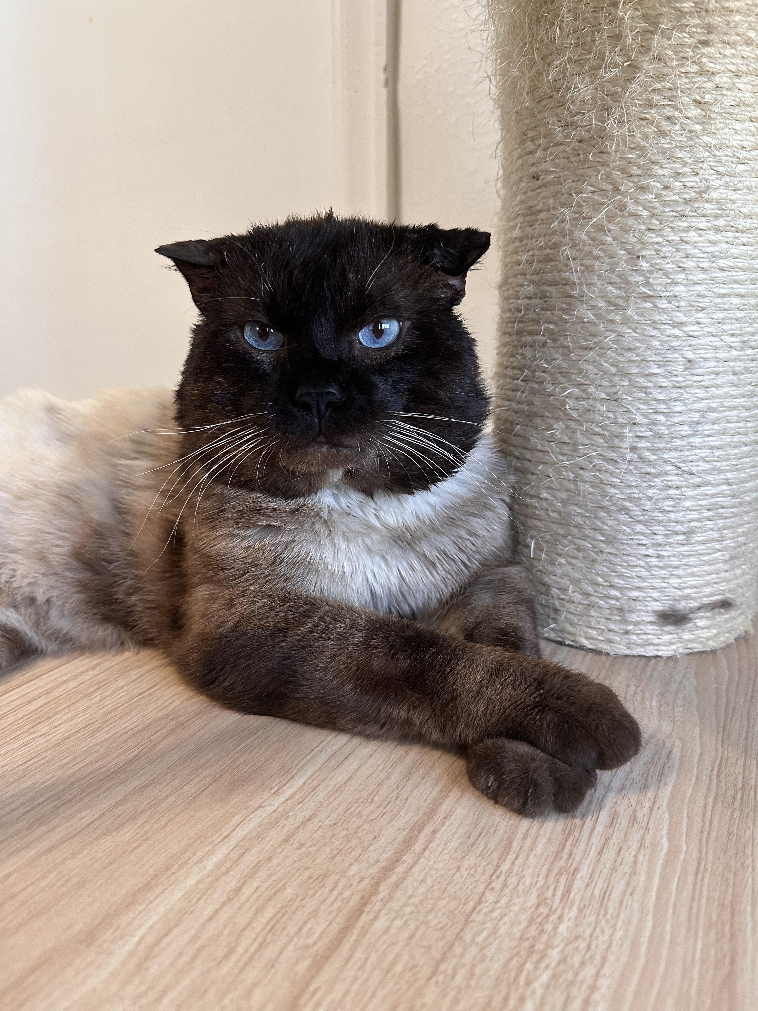 Izy, an adopted Scottish Fold in Lakewood, CO image 6/6