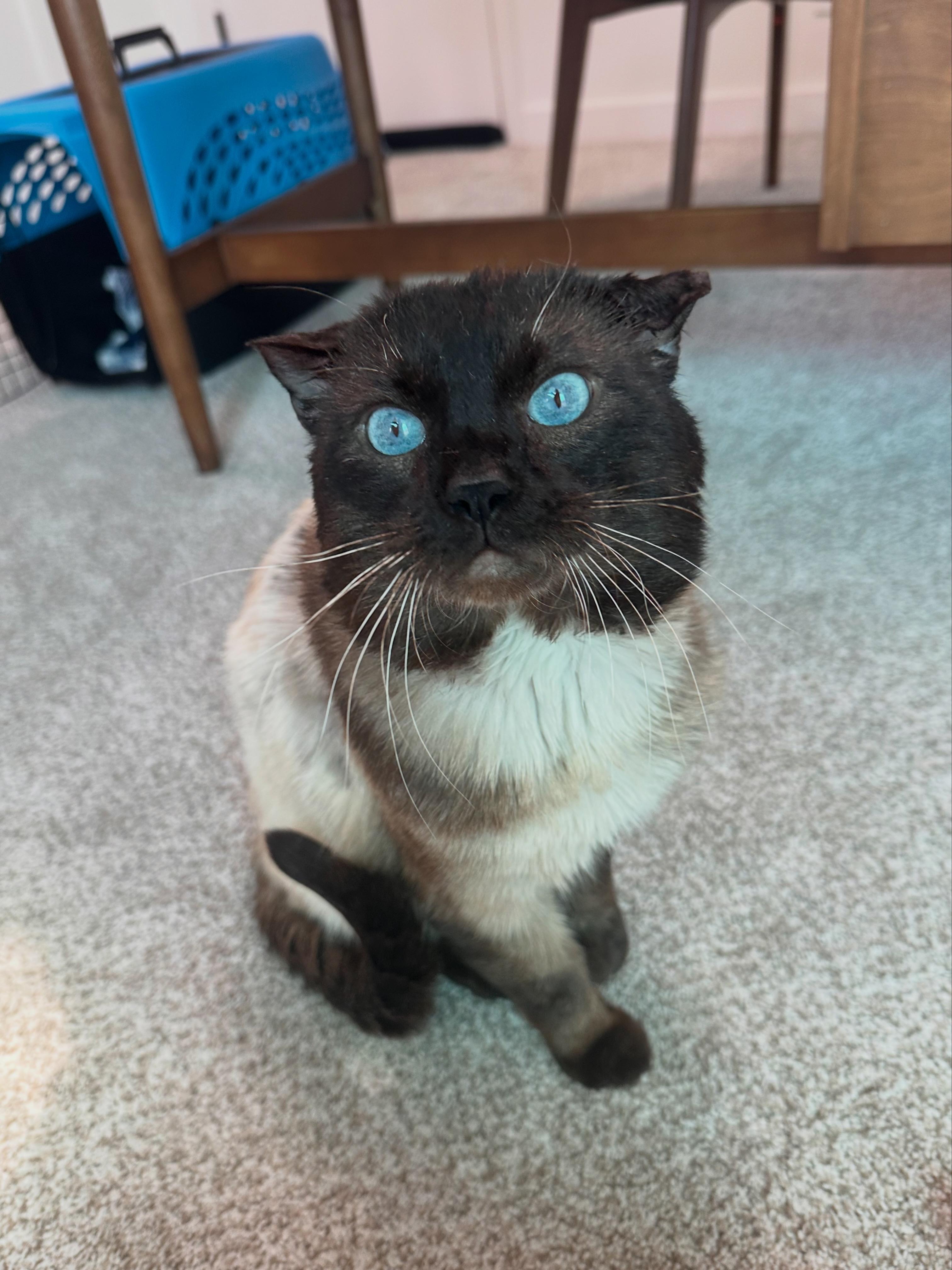 Izy, an adopted Scottish Fold in Lakewood, CO image 2/6