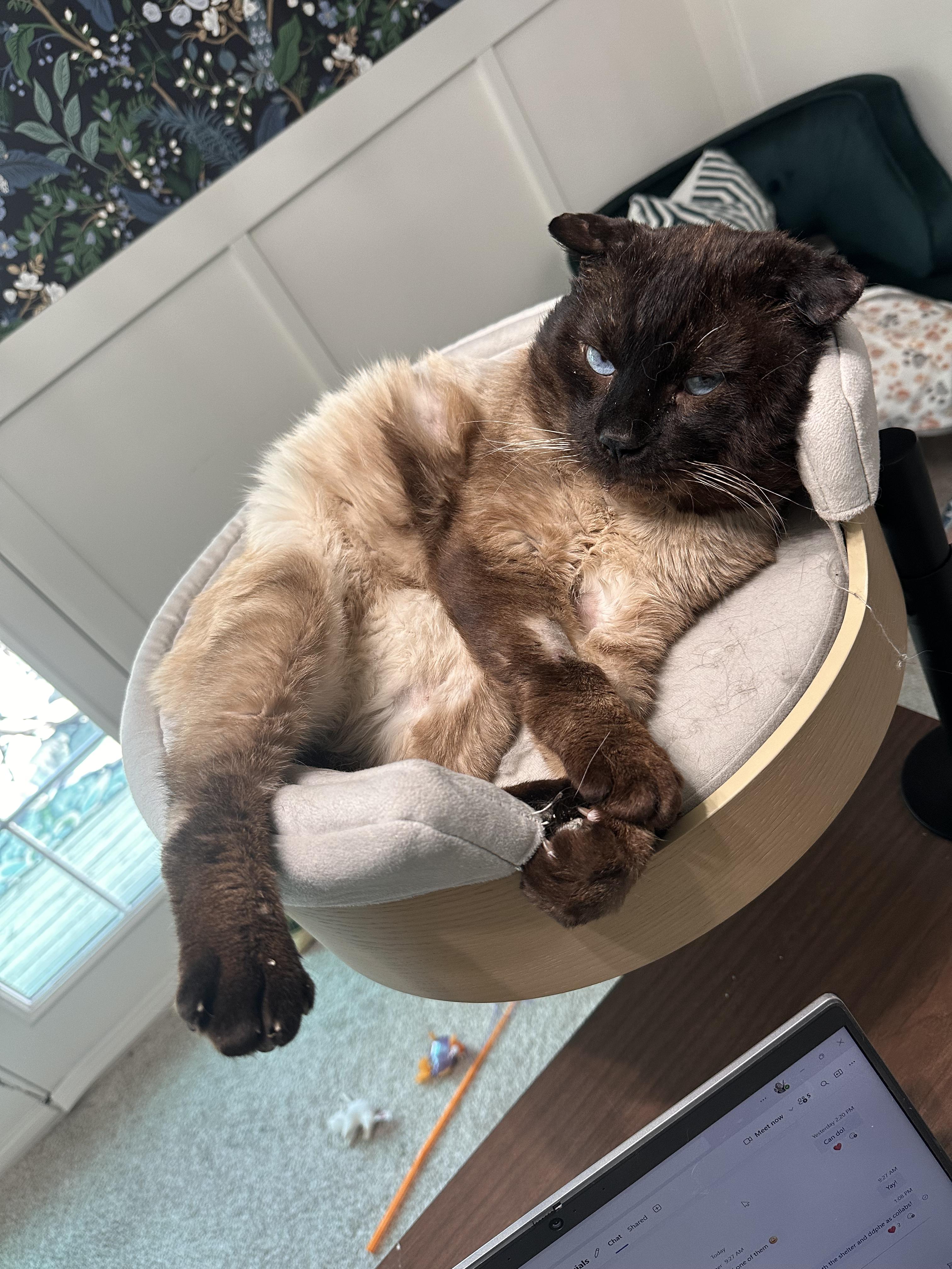 Izy, an adopted Scottish Fold in Lakewood, CO image 3/6