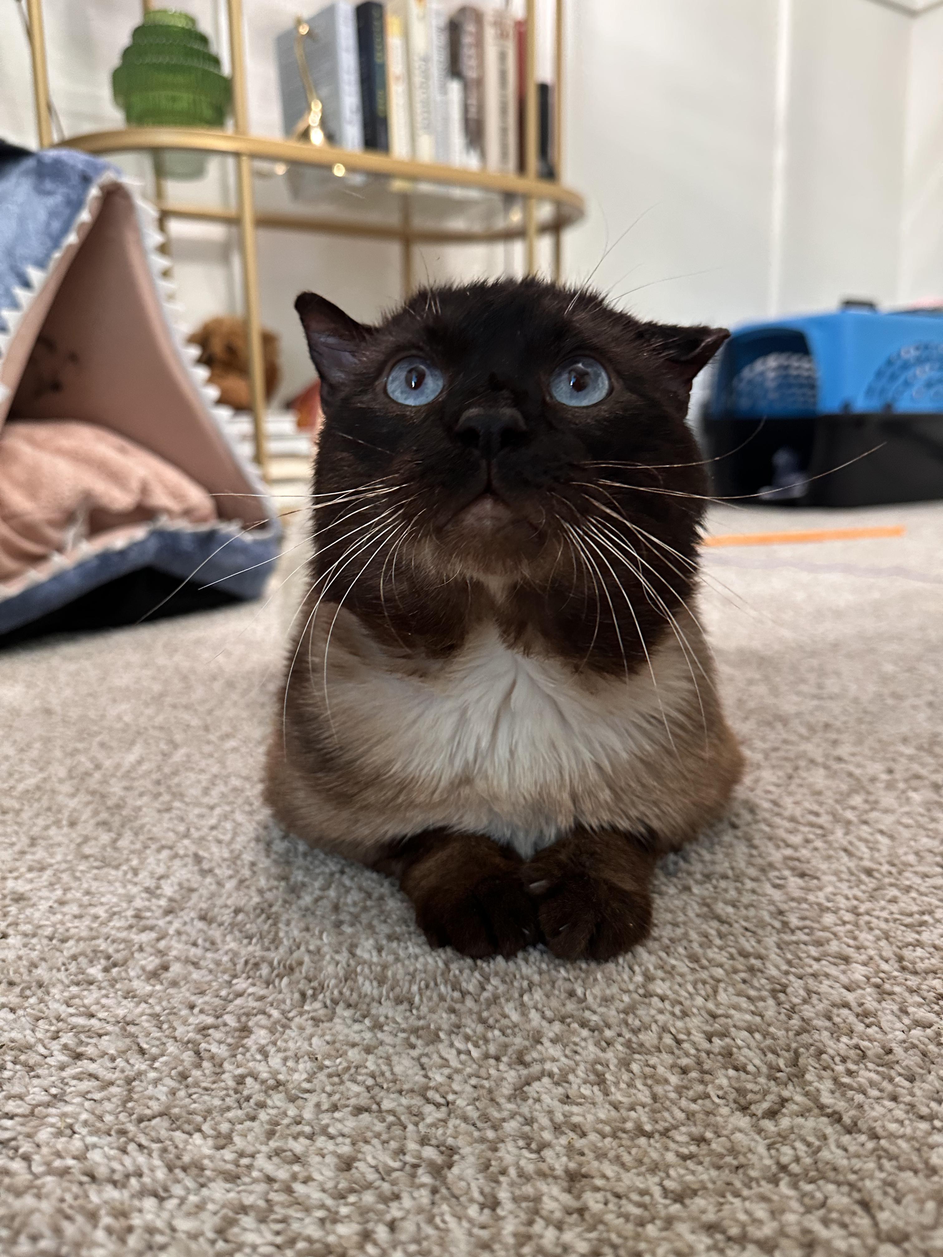 Izy, an adopted Scottish Fold in Lakewood, CO image 5/6