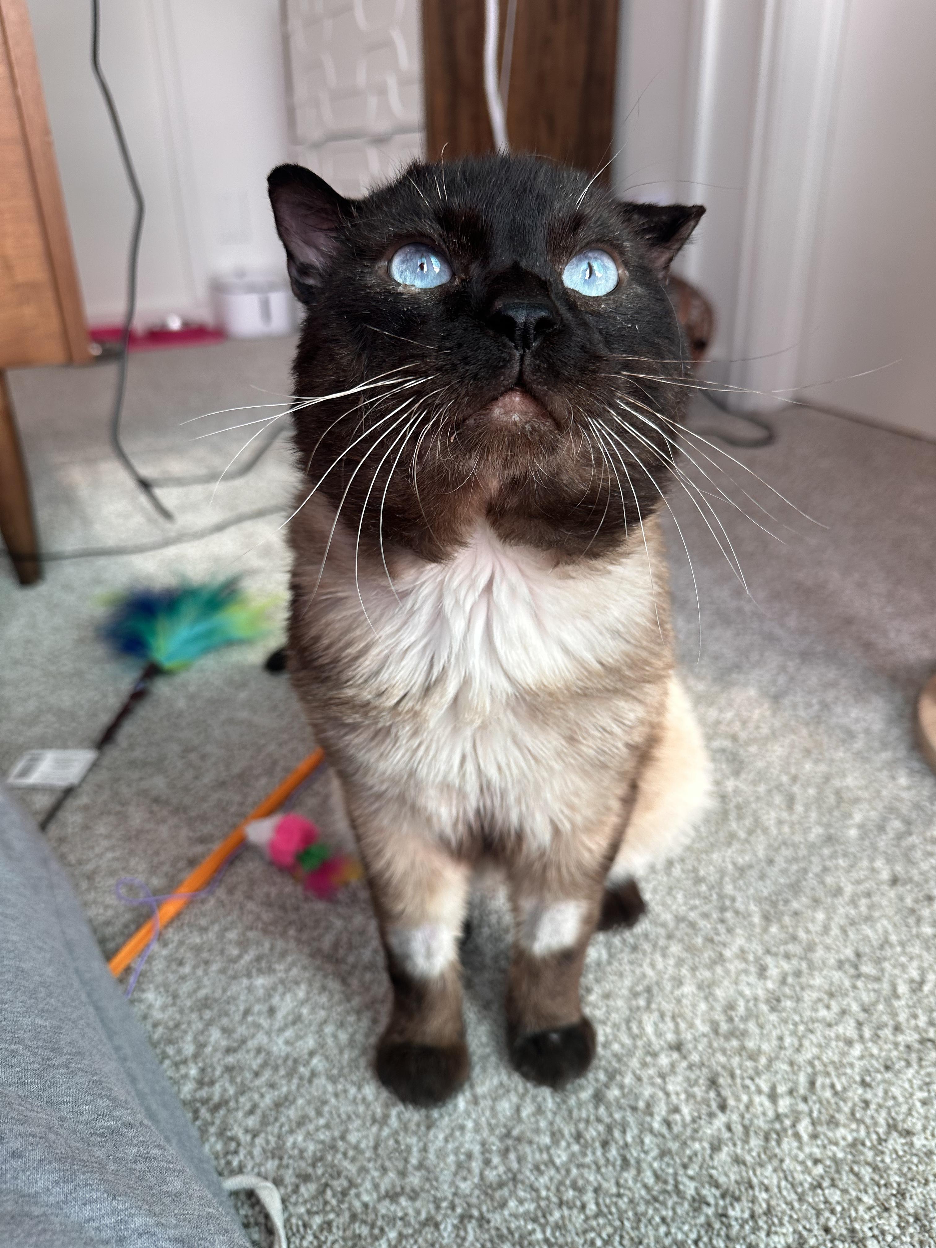 Izy, adopted, Adult Male Scottish Fold.