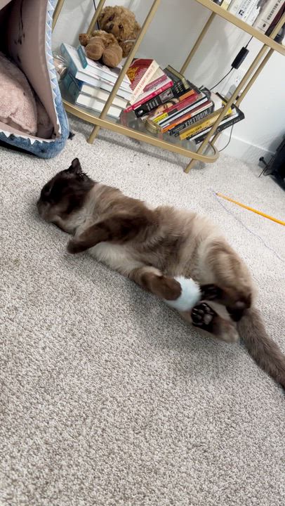 Enlarge Izy, an adopted Scottish Fold in Lakewood, CO video 4/6
