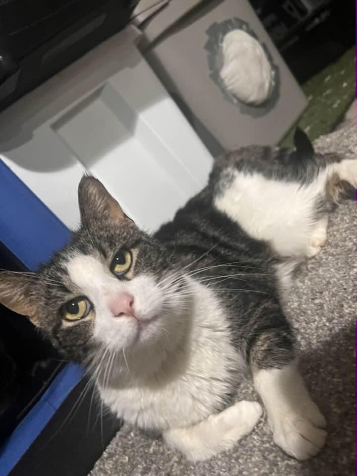 Drake, a ADOPTABLE Domestic Short Hair in Cleveland, OH image 2/6