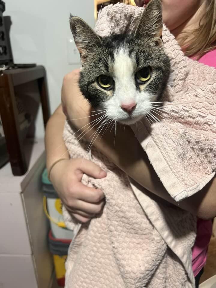 Drake, a ADOPTABLE Domestic Short Hair in Cleveland, OH image 3/6