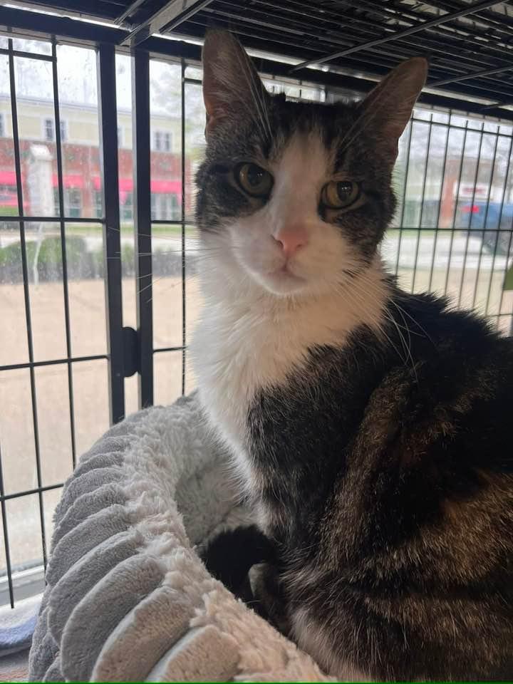 Drake, a ADOPTABLE Domestic Short Hair in Cleveland, OH image 6/6