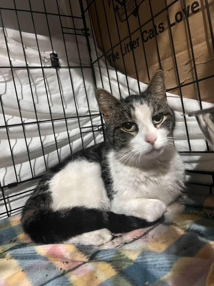 Drake, a ADOPTABLE Domestic Short Hair in Cleveland, OH image 5/6