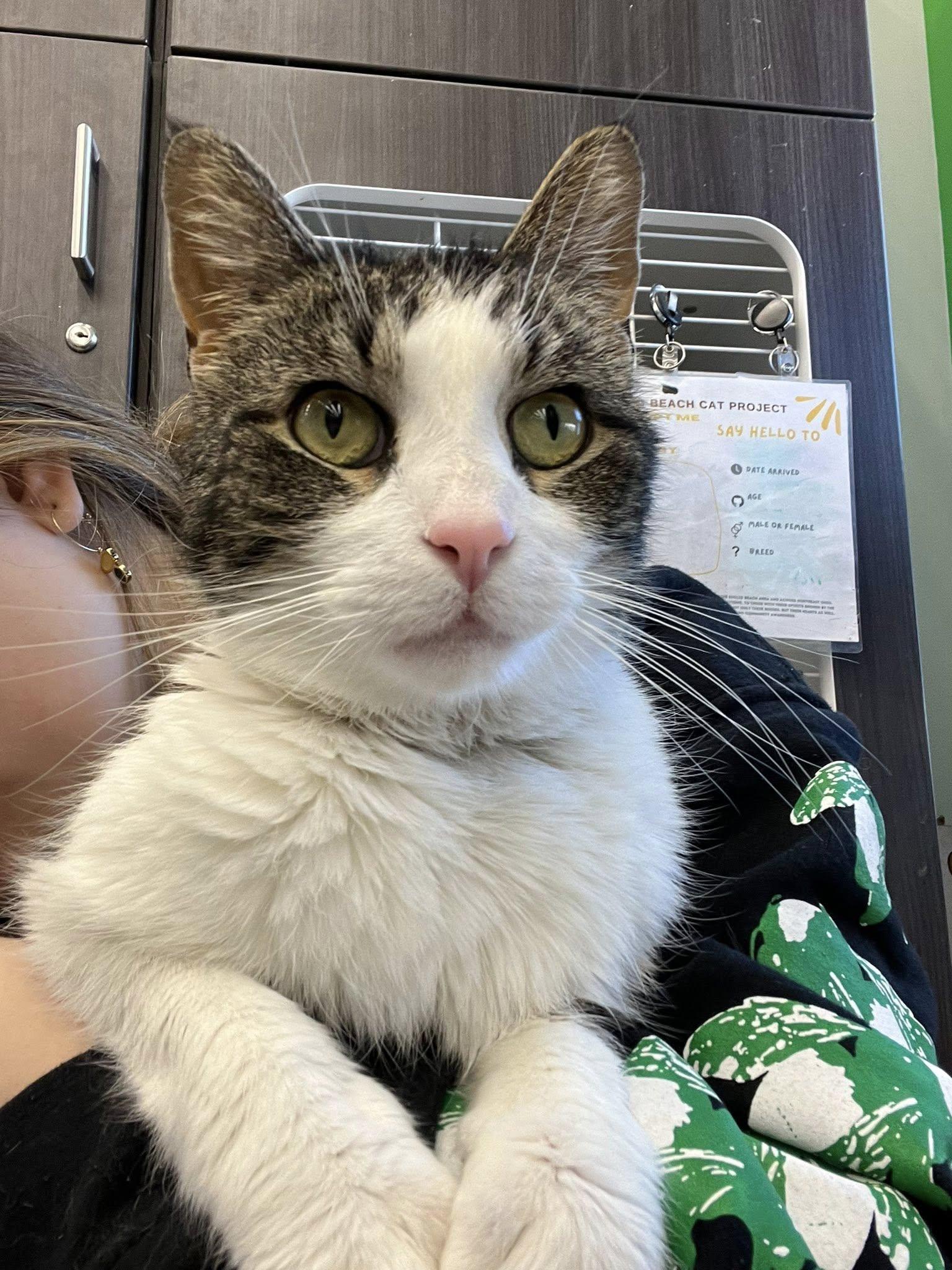 Drake, ADOPTABLE, Adult Male Domestic Short Hair.