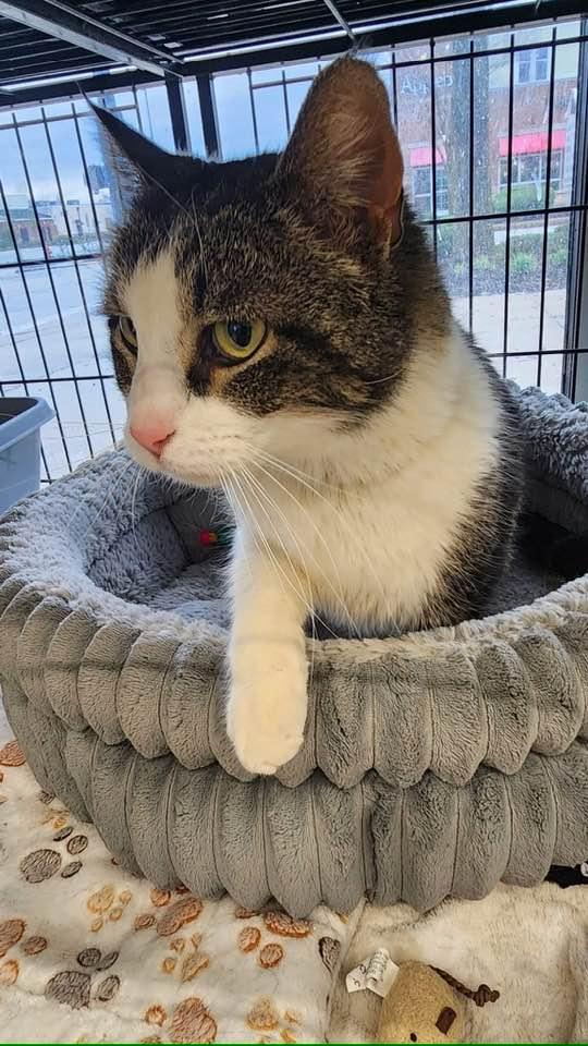 Drake, a ADOPTABLE Domestic Short Hair in Cleveland, OH image 4/6