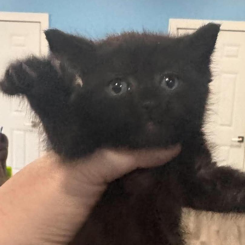Foster, Adoptable, Kitten Male Domestic Short Hair.