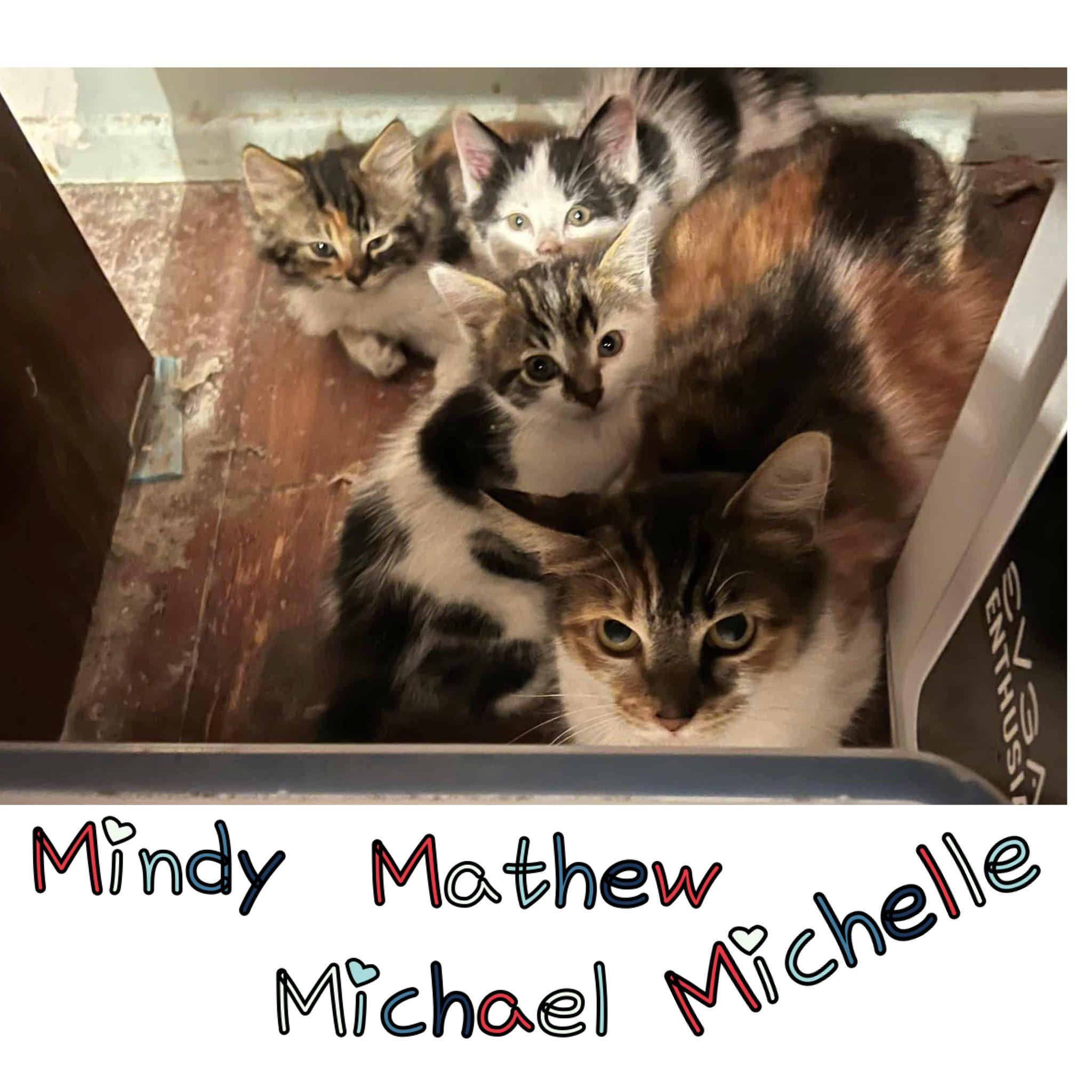 Enlarge Michelle, a ADOPTABLE Domestic Short Hair in Little Falls, NY image 1/1
