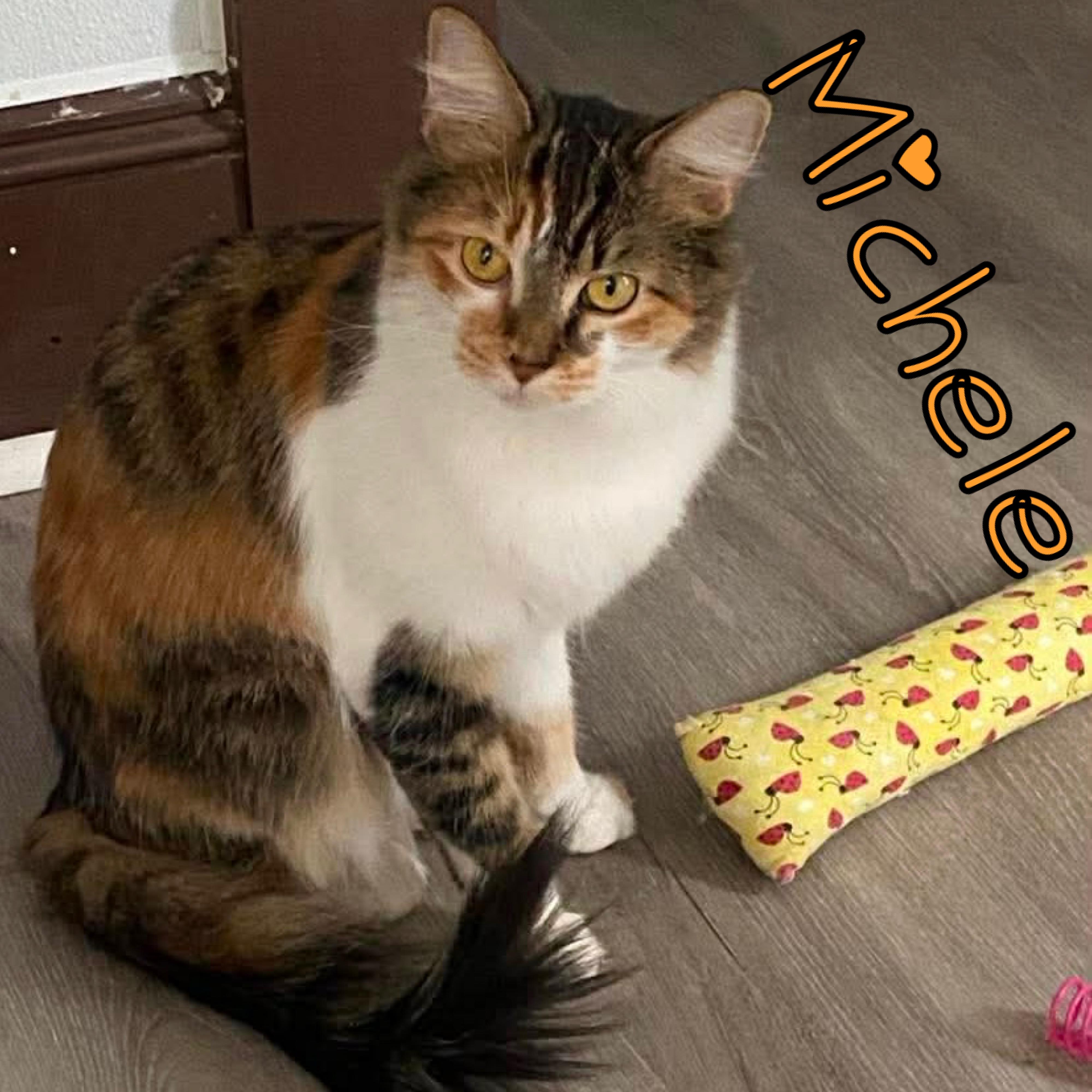 Michelle, ADOPTABLE, Young Female Domestic Short Hair.