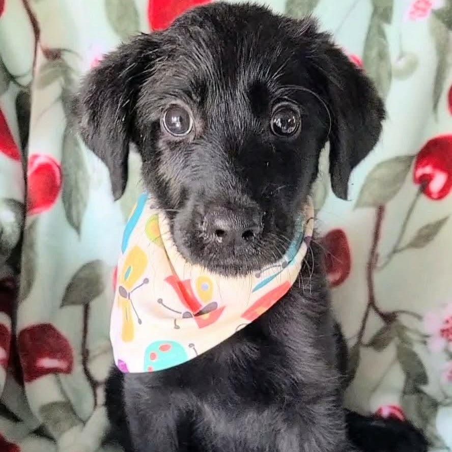 Enlarge Zelda, a Adoptable mixed breed in Woolwich, ME image 2/5
