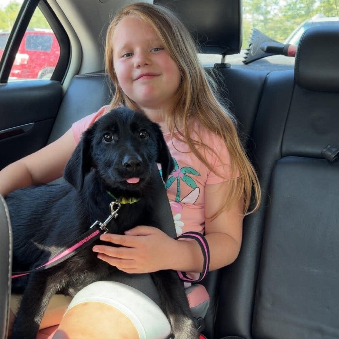 Enlarge Zelda, a Adoptable mixed breed in Woolwich, ME image 1/5