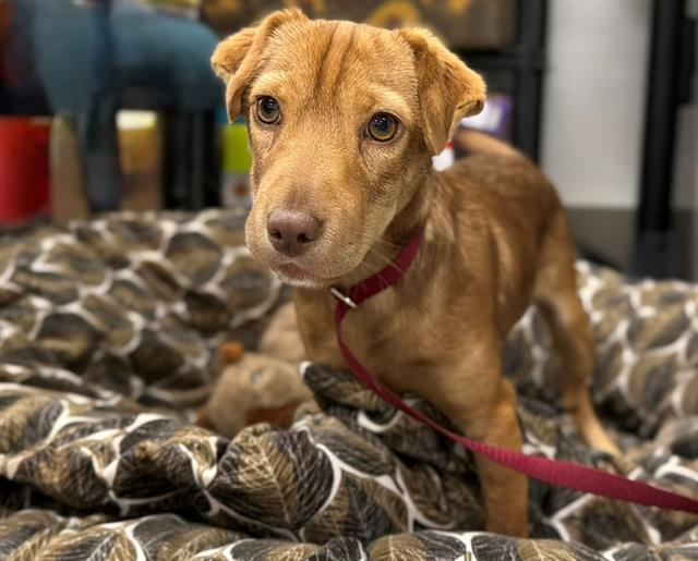 Enlarge CHASE, a Adoptable mixed breed in Santa Rosa, CA image 1/1