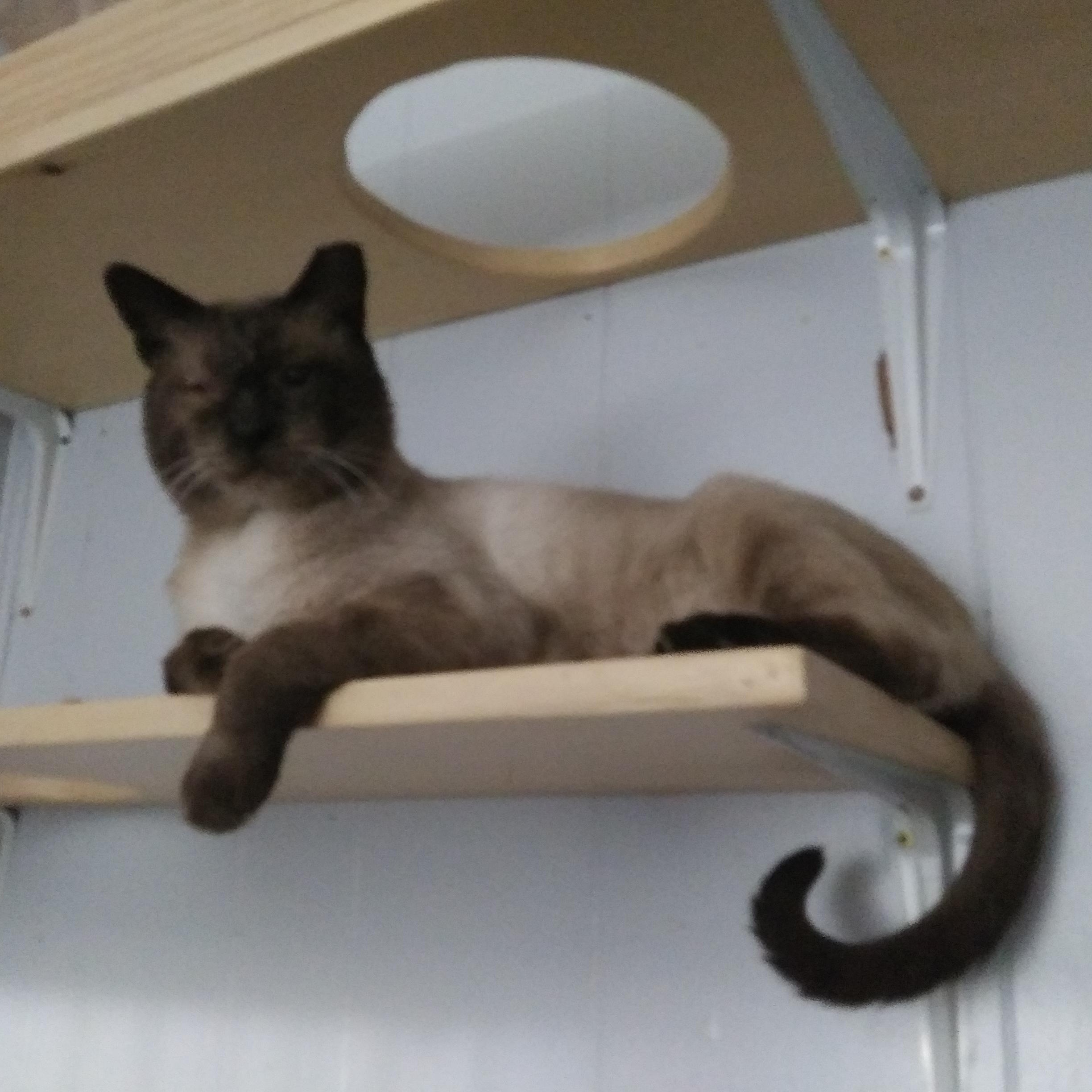 Bea Arthur, Adoptable, Adult Female Siamese.