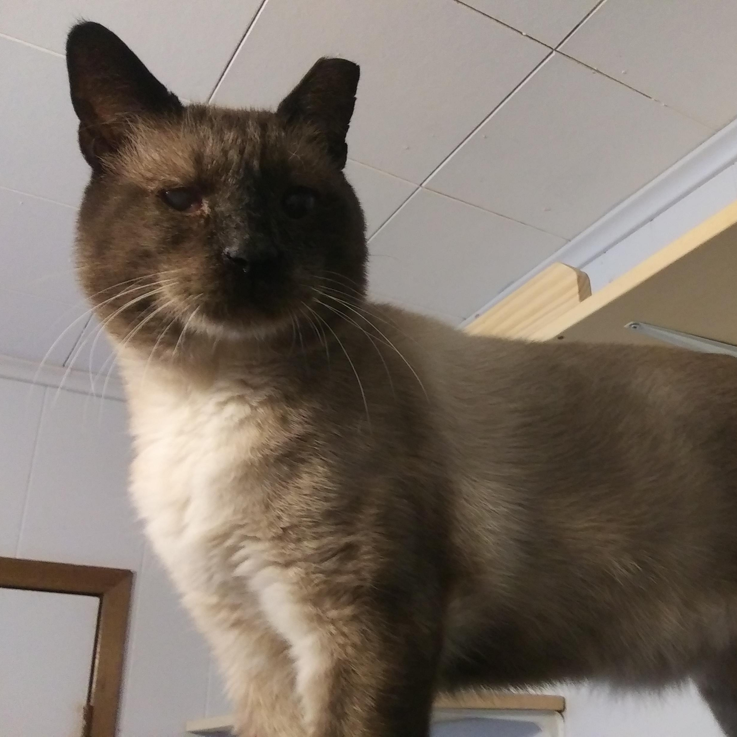 Enlarge Bea Arthur, a Adoptable Siamese in Port Wentworth, GA image 2/6