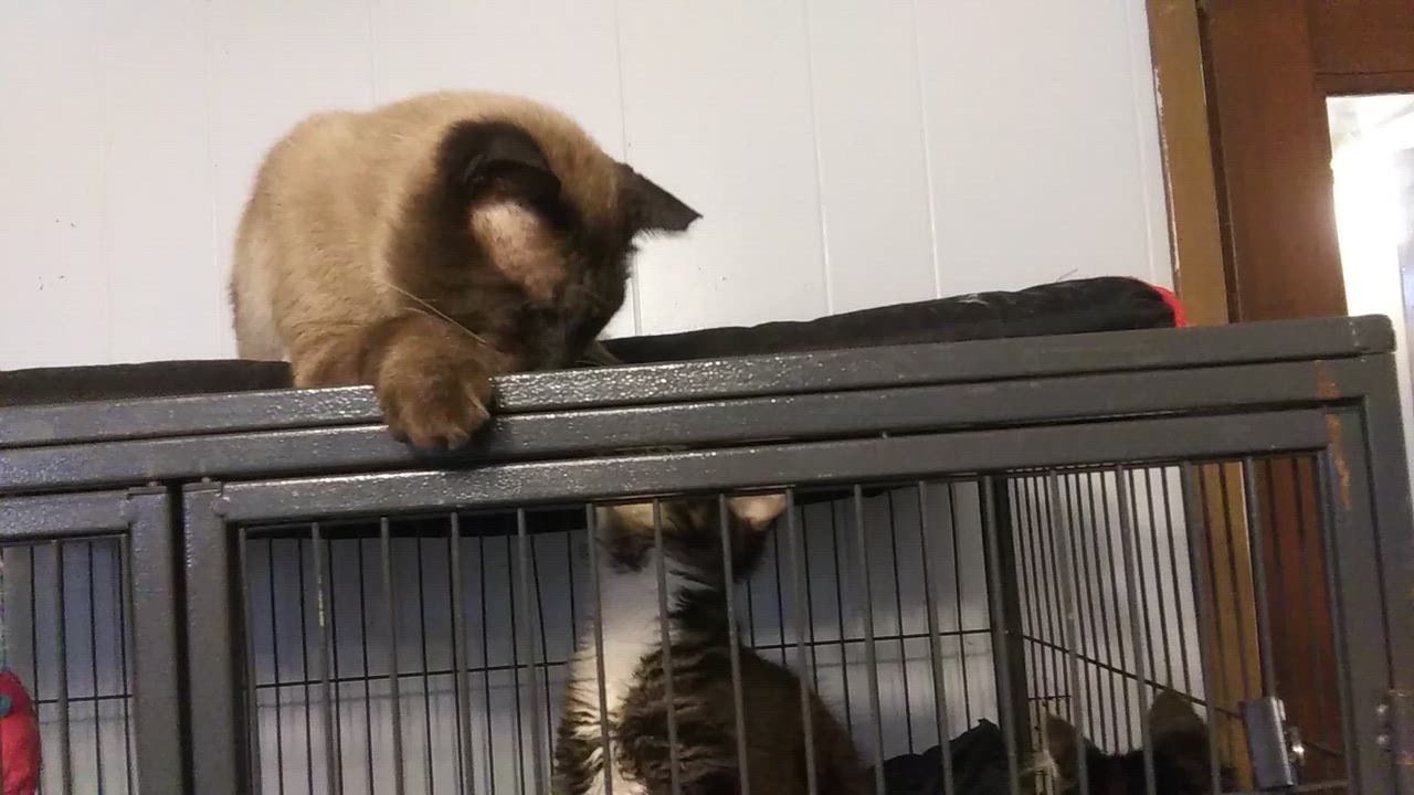 Enlarge Bea Arthur, a Adoptable Siamese in Port Wentworth, GA video 5/6