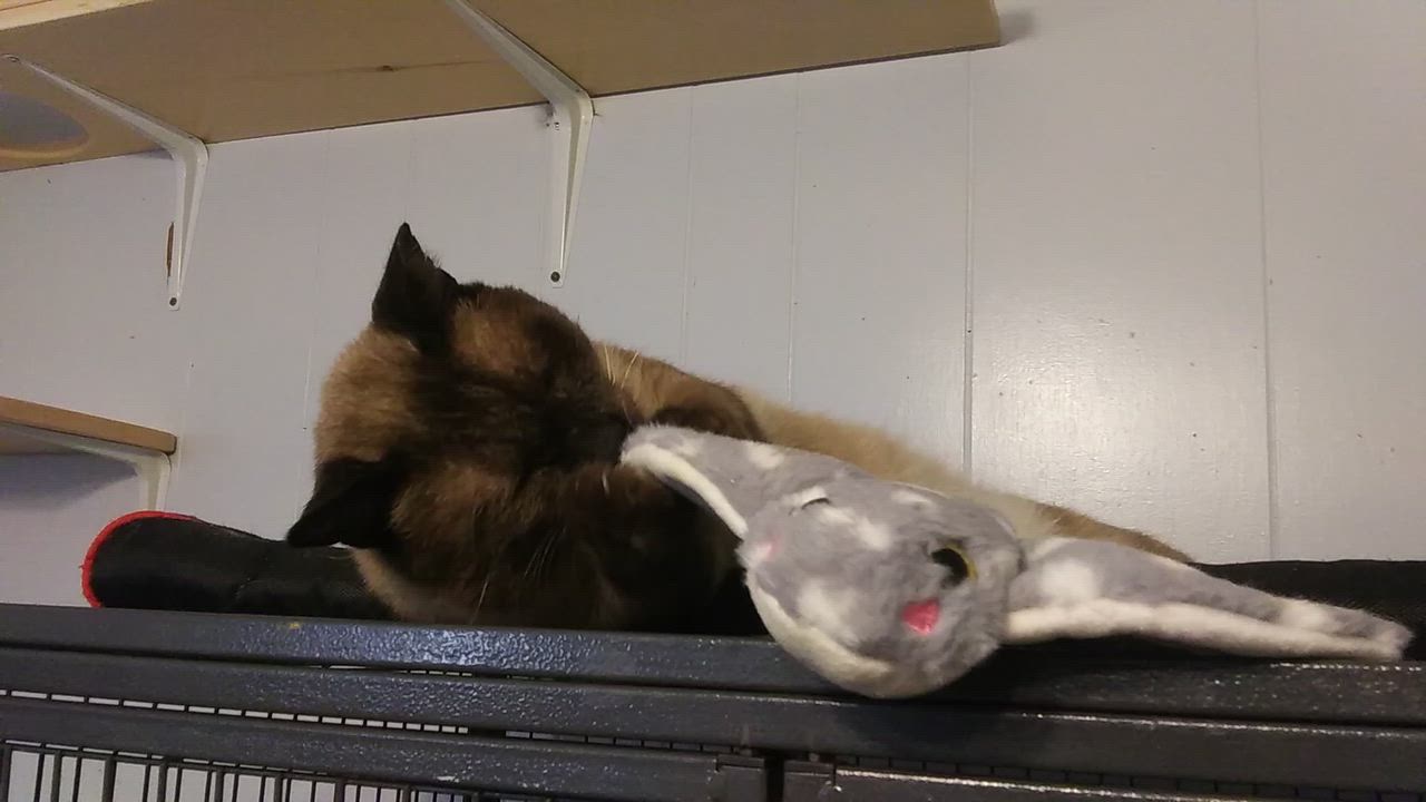 Enlarge Bea Arthur, a Adoptable Siamese in Port Wentworth, GA video 3/6