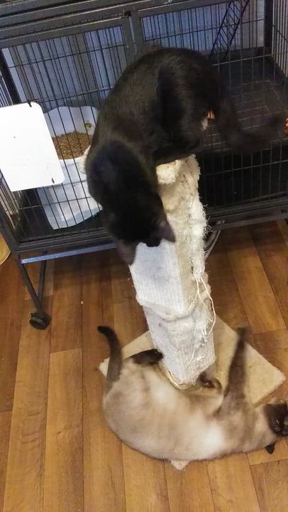 Enlarge Bea Arthur, a Adoptable Siamese in Port Wentworth, GA video 6/6