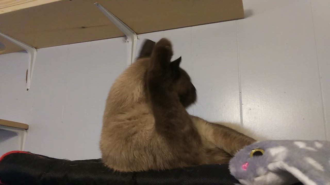 Enlarge Bea Arthur, a Adoptable Siamese in Port Wentworth, GA video 4/6