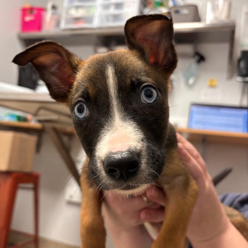 Enlarge Archie, a Adoptable Mixed Breed in Brookfield, WI image 1/2