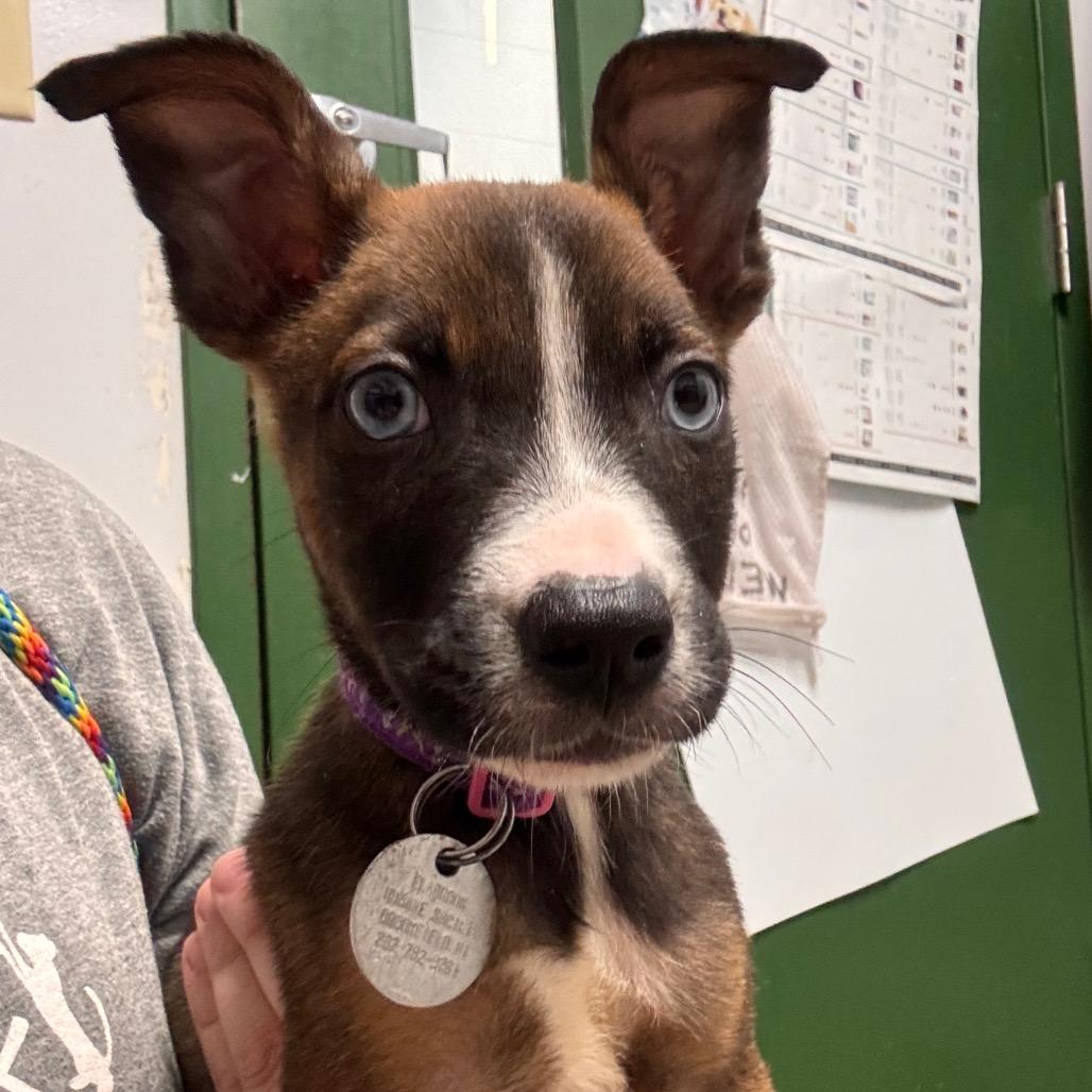 Enlarge Archie, a Adoptable Mixed Breed in Brookfield, WI image 2/2