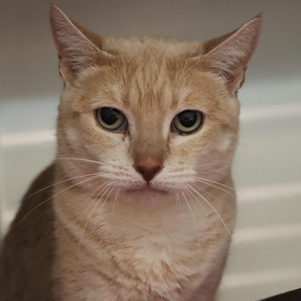 Mayple, Adoptable, Adult Female Domestic Short Hair.