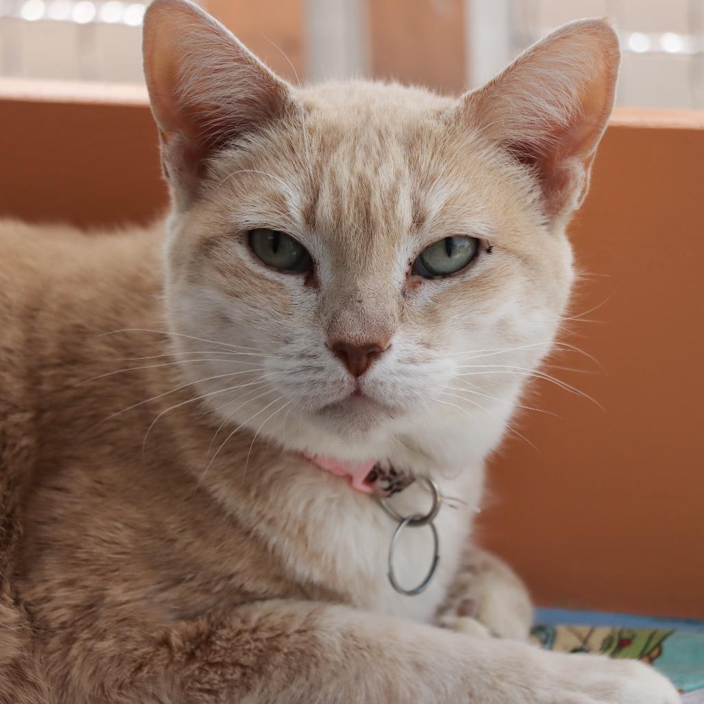 Enlarge Mayple, a Adoptable Domestic Short Hair in Tucson, AZ image 2/4