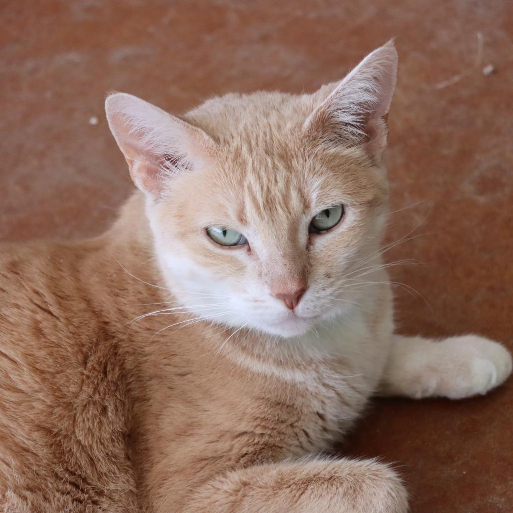 Enlarge Mayple, a Adoptable Domestic Short Hair in Tucson, AZ image 2/3