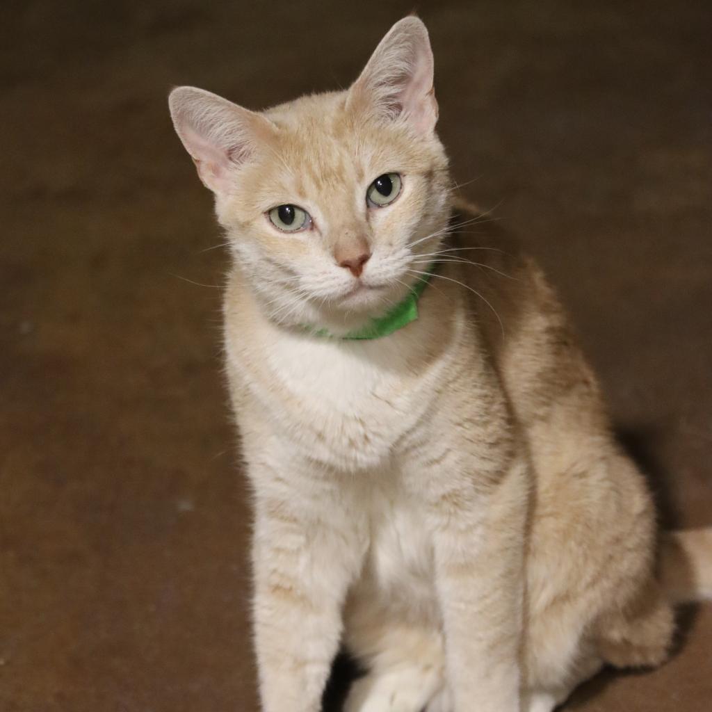 Enlarge Mayple, a Adoptable Domestic Short Hair in Tucson, AZ image 3/3