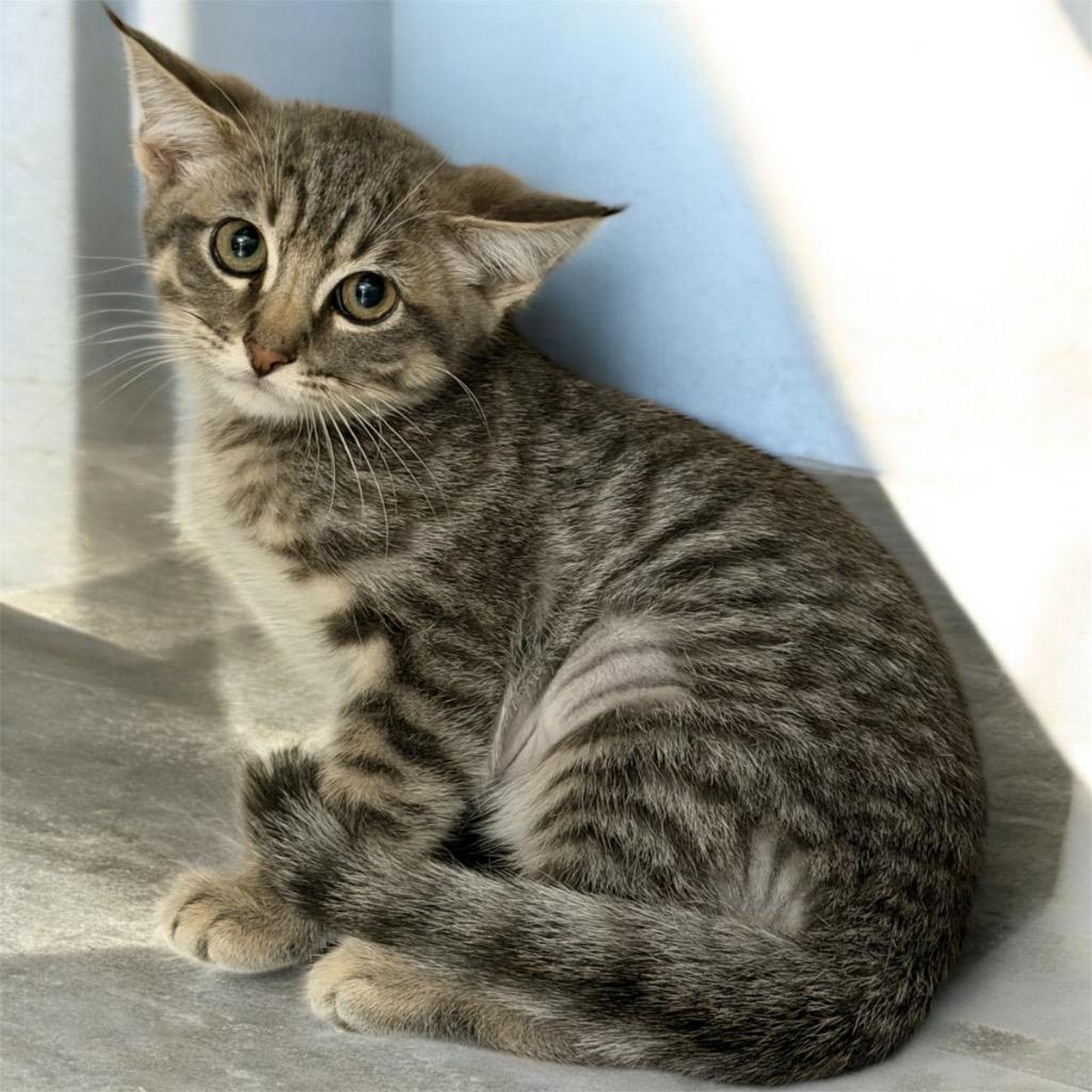 Enlarge Blooper, a Adoptable Extra-Toes Cat / Hemingway Polydactyl in Cape Coral, FL image 1/1