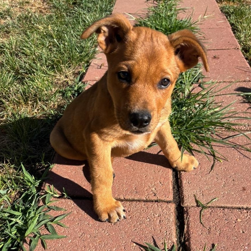 Scrappy, a ADOPTABLE mixed breed in Colonial Heights, VA image 3/3