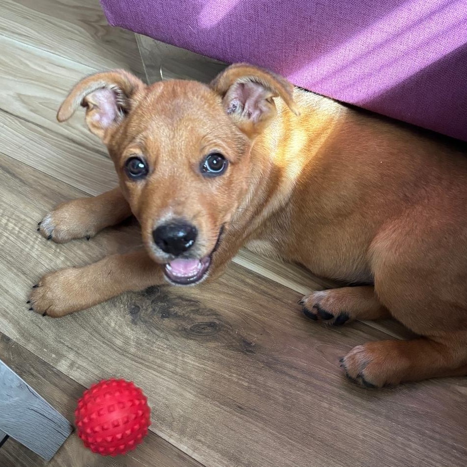 Scrappy, a ADOPTABLE mixed breed in Colonial Heights, VA image 2/3