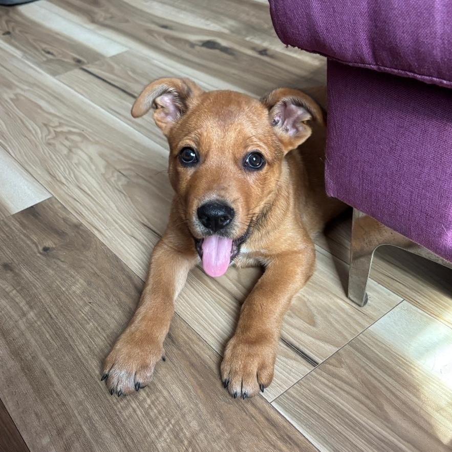 Scrappy, a ADOPTABLE mixed breed in Colonial Heights, VA image 1/3