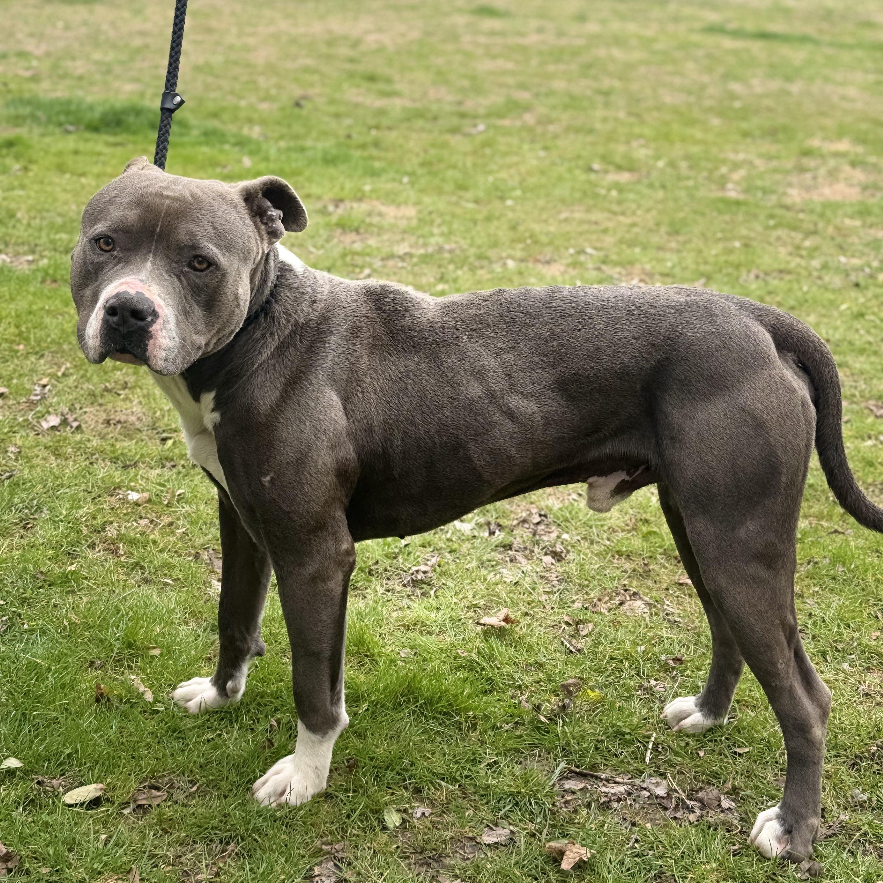 Samson, ADOPTABLE, Adult Male American Staffordshire Terrier.