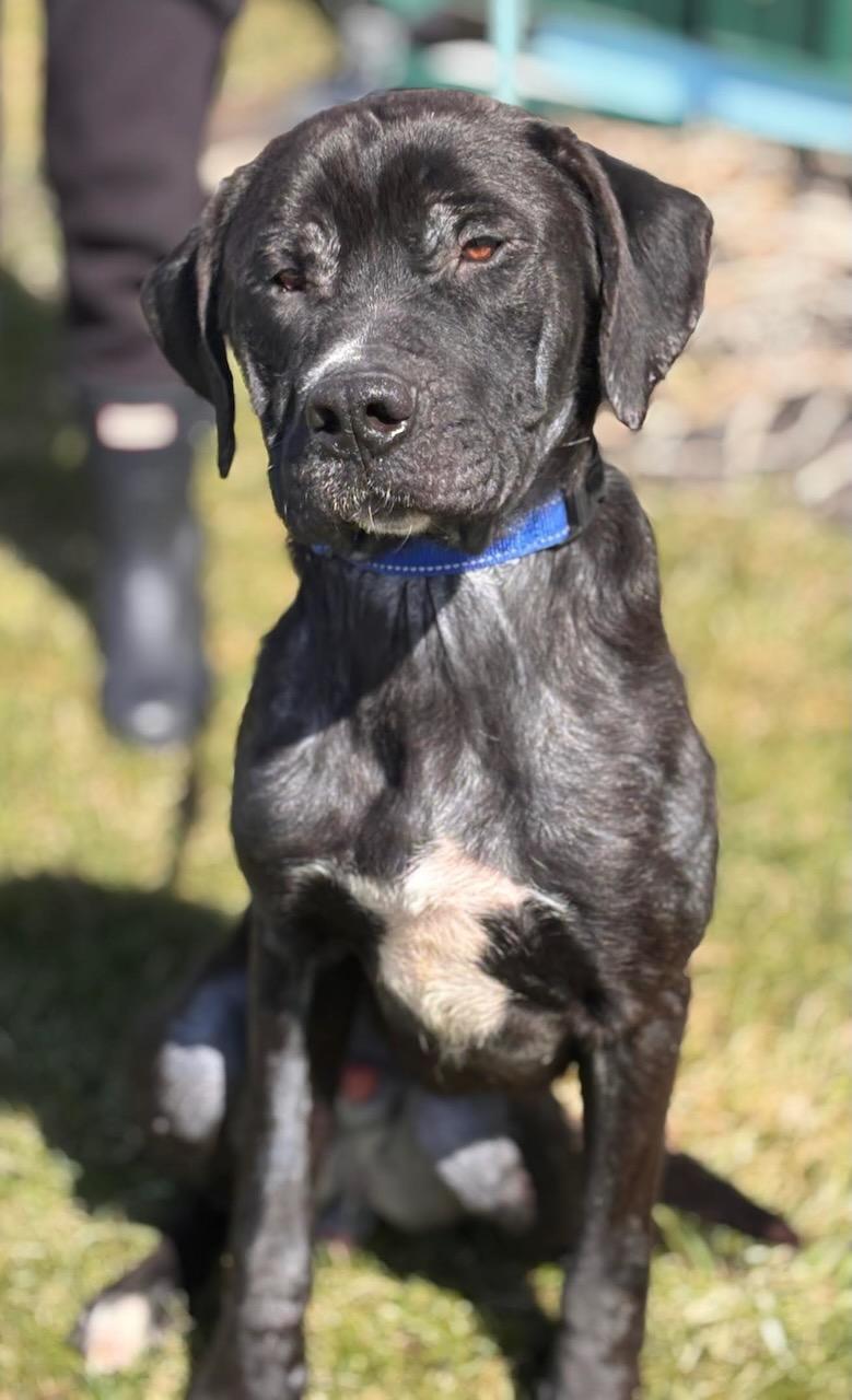 Enlarge Sam, a ADOPTABLE mixed breed in Batavia, NY image 1/1