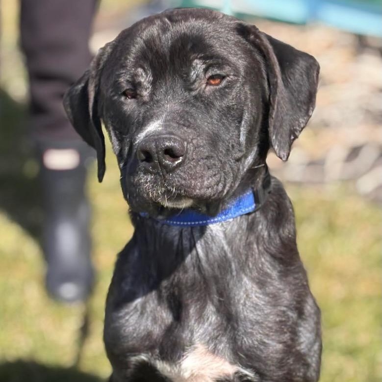 Enlarge Sam, an adoptable mixed breed in Batavia, NY image 1/1