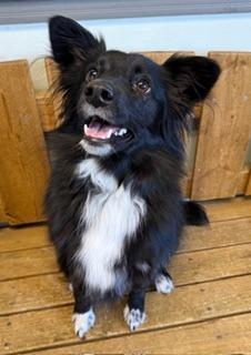 Enlarge Minnie, a Adoptable mixed breed in Lagrange, IN image 1/1