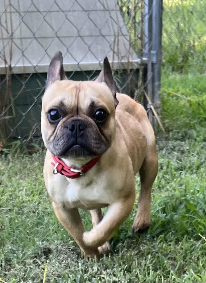 Enlarge Jeffie, a Adopted French Bulldog in Woodruff, SC image 1/2