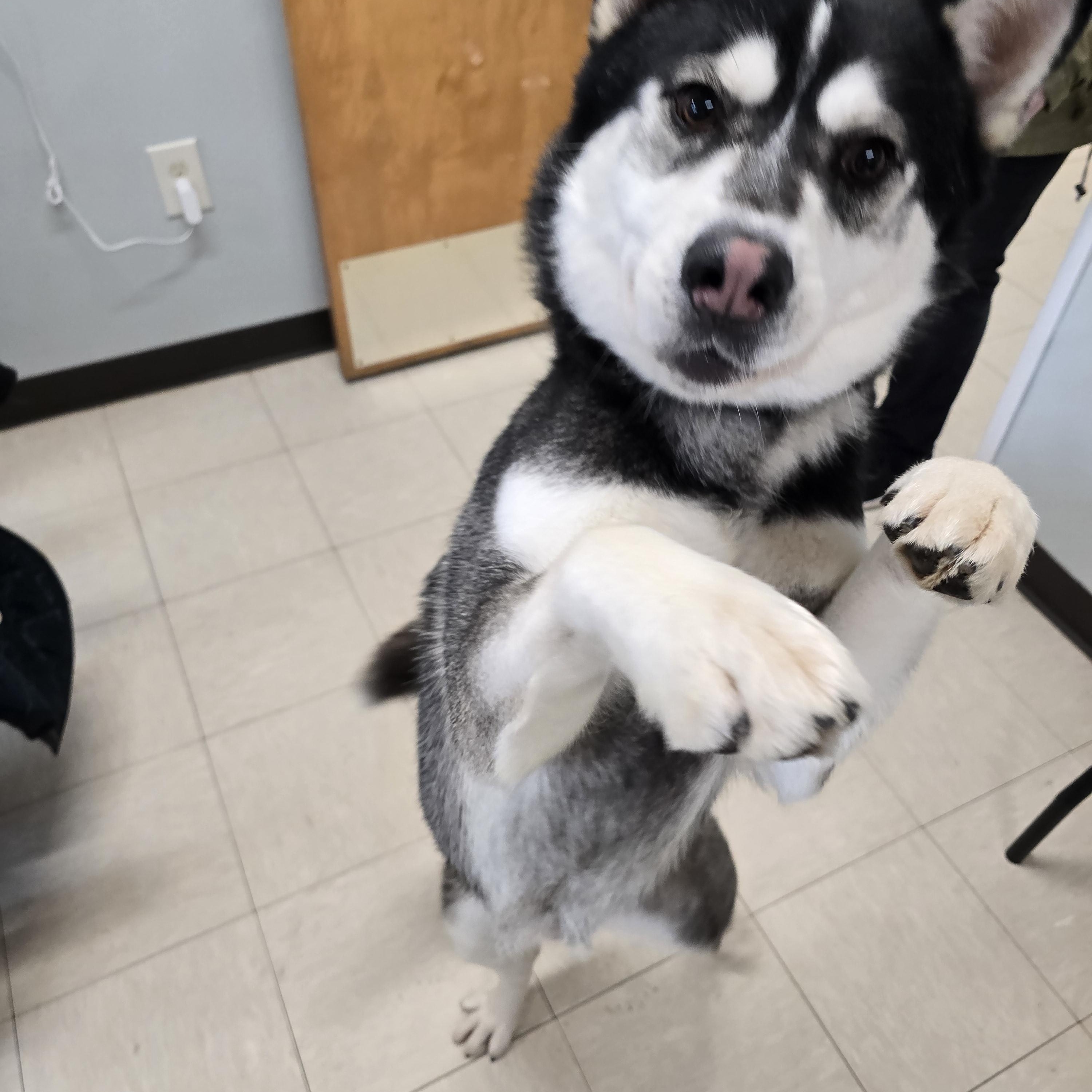 Chipmunk, an adoptable Siberian Husky in The Dalles, OR, 97058 | Photo Image 4