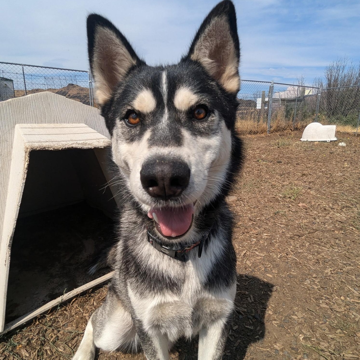 Chipmunk, an adoptable Siberian Husky in The Dalles, OR, 97058 | Photo Image 4
