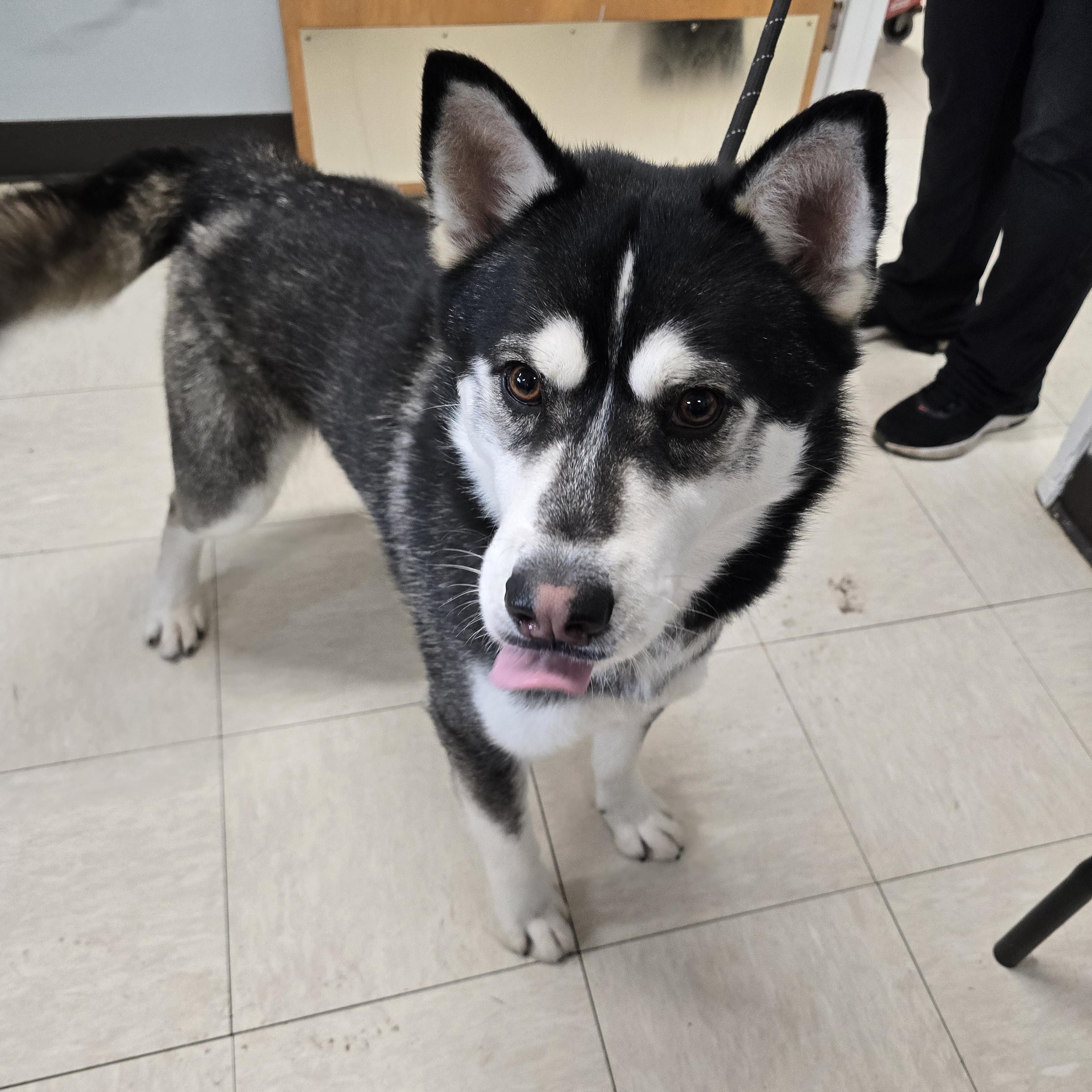Chipmunk, an adoptable Siberian Husky in The Dalles, OR, 97058 | Photo Image 5