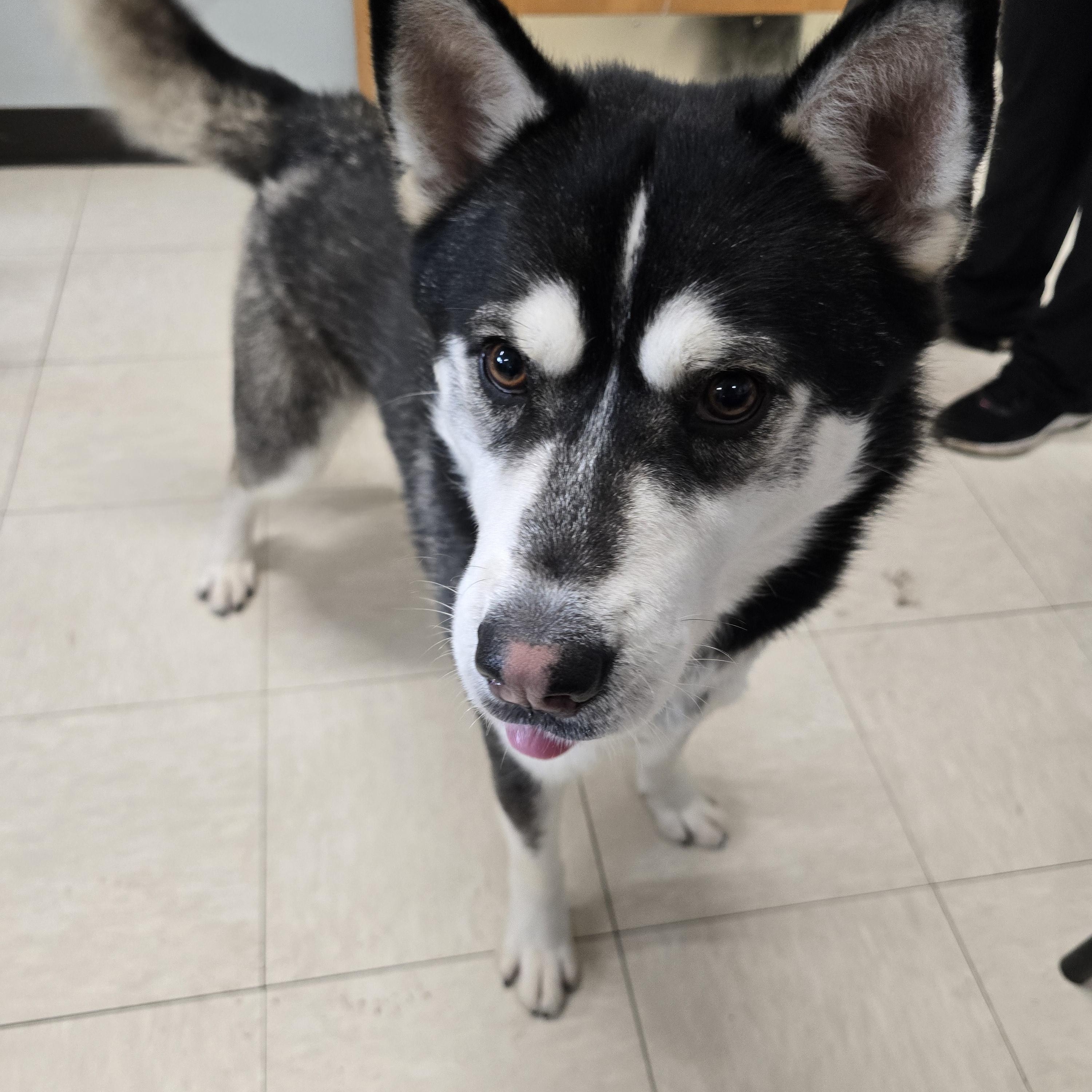 Chipmunk, an adoptable Siberian Husky in The Dalles, OR, 97058 | Photo Image 3