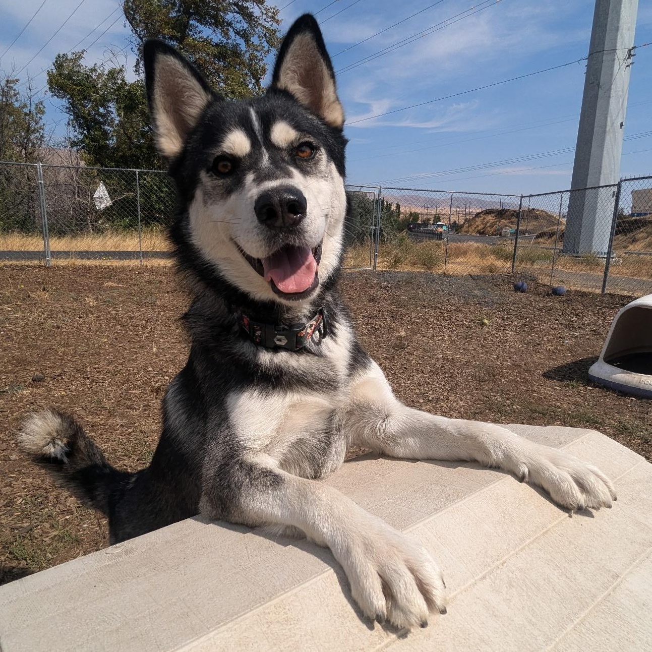 Chipmunk, an adoptable Siberian Husky in The Dalles, OR, 97058 | Photo Image 1