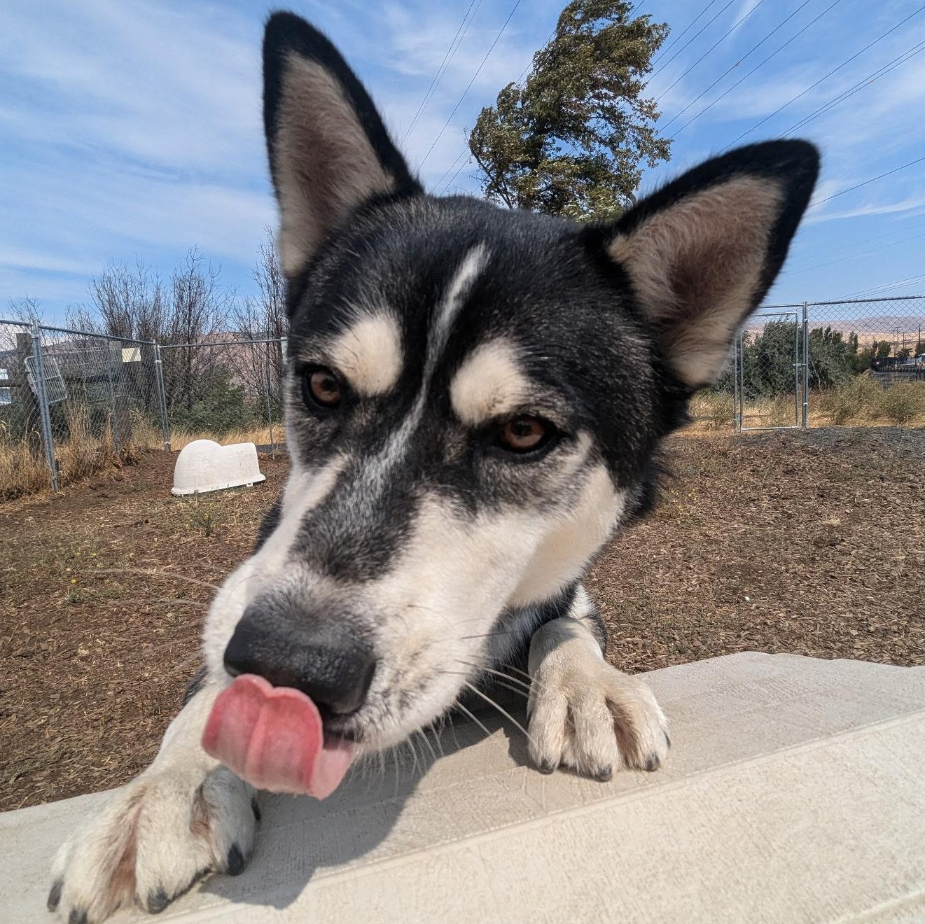 Chipmunk, an adoptable Siberian Husky in The Dalles, OR, 97058 | Photo Image 6