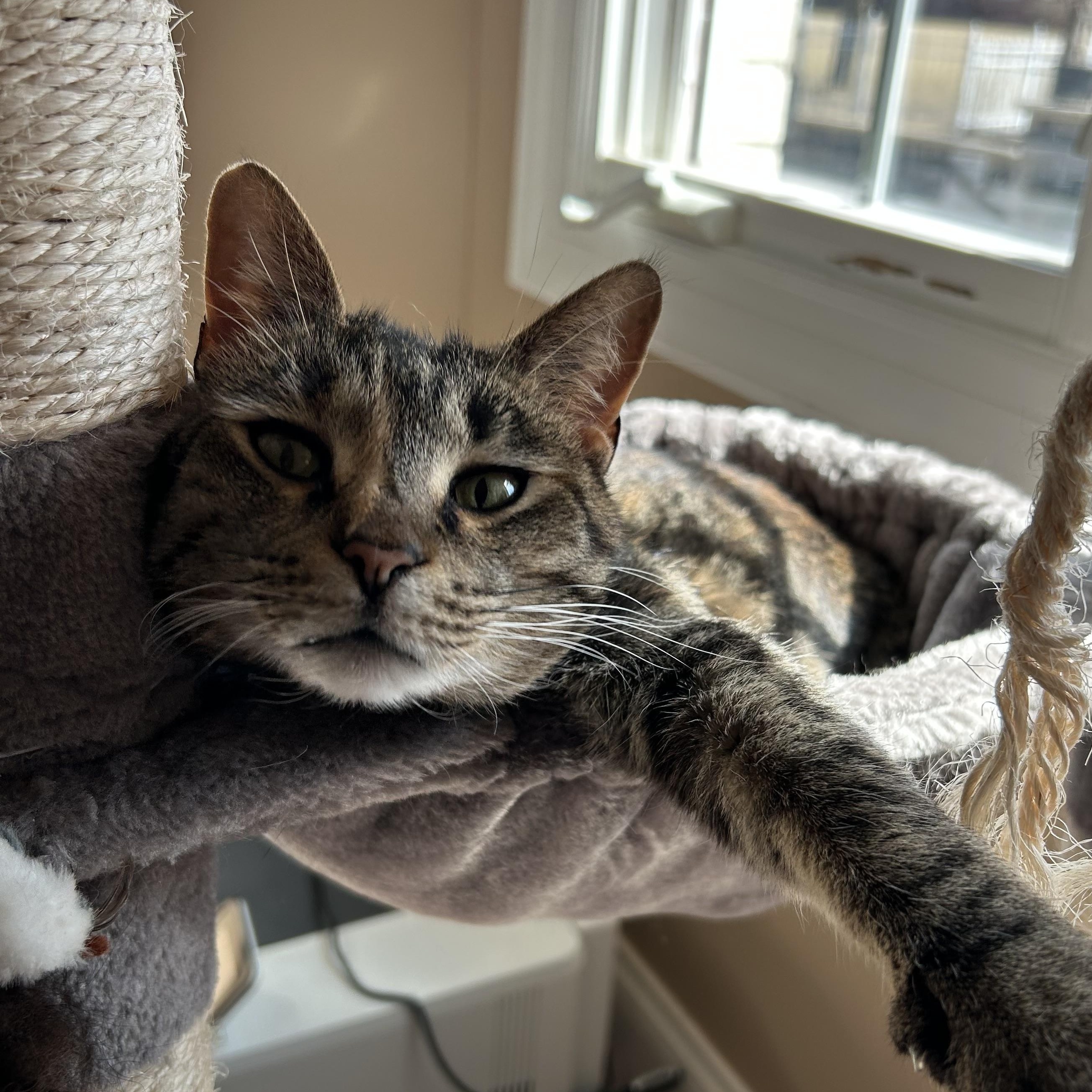 Ginger, Adult Female Domestic Short Hair