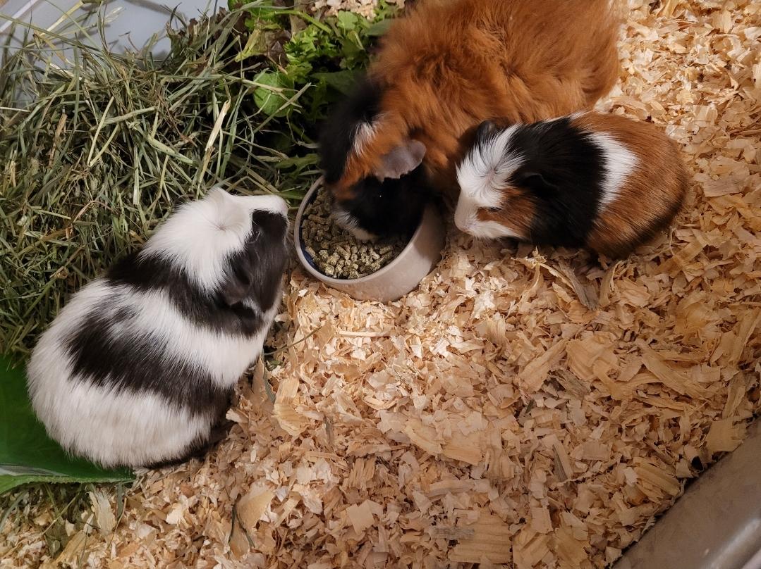 DAPHNE, PENELOPE & PIPER, ADOPTABLE, Young Female Guinea Pig.