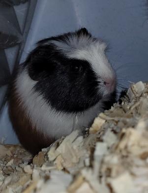 Enlarge DAPHNE, PENELOPE & PIPER, a ADOPTABLE Guinea Pig in Hamilton, NJ image 5/5