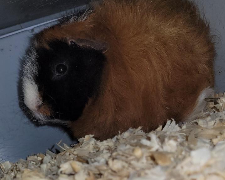 Enlarge DAPHNE, PENELOPE & PIPER, a ADOPTABLE Guinea Pig in Hamilton, NJ image 4/5