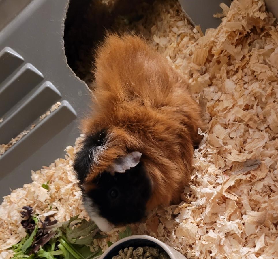 Enlarge DAPHNE, PENELOPE & PIPER, a ADOPTABLE Guinea Pig in Hamilton, NJ image 2/5